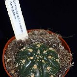 Gymnocalycium denudatum ssp angulatum GF302 N. Dom Pedrito, Rio Grande do Sul, Brasil
